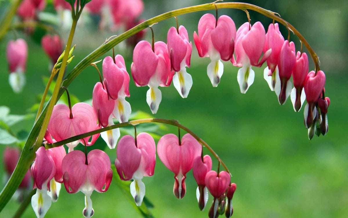 Dicentra Spectabilis (Bleeding Heart) – The Lily Pad Bulb Farm
