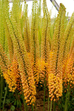 Load image into Gallery viewer, Eremurus (Foxtail Lily) &#39;Pinocchio&#39;