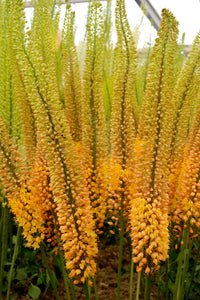 Eremurus (Foxtail Lily) 'Pinocchio'