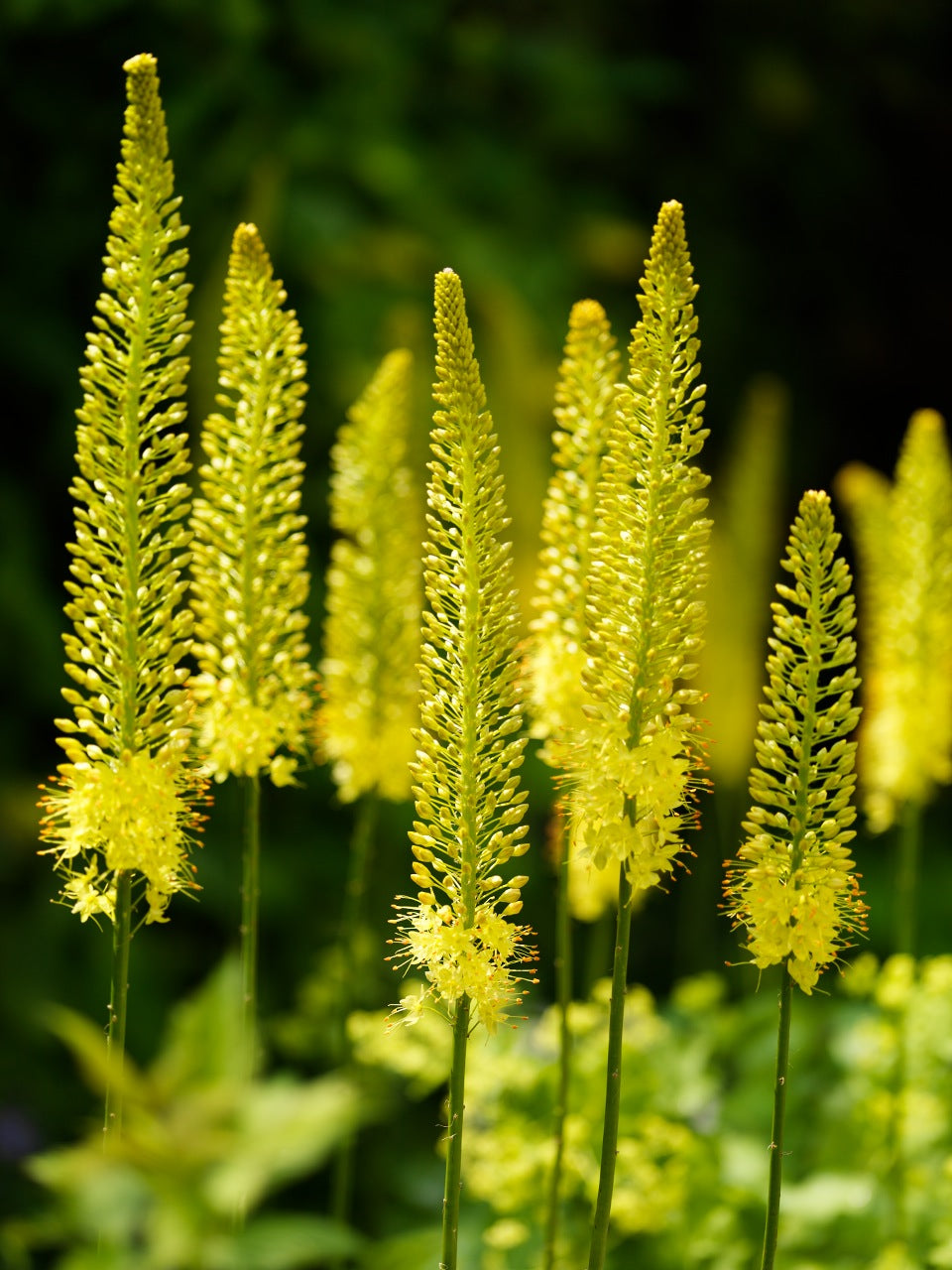 Eremurus (Foxtail Lily) Yellow