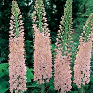 Eremurus (Foxtail Lily) Pink