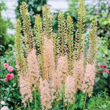 Load image into Gallery viewer, Eremurus (Foxtail Lily) Shelford