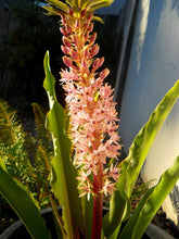 Load image into Gallery viewer, Eucomis Tugela Jewel