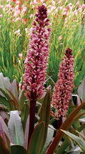 Load image into Gallery viewer, Eucomis Coco