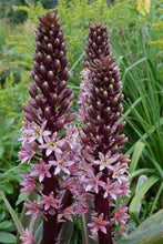 Load image into Gallery viewer, Eucomis Coco