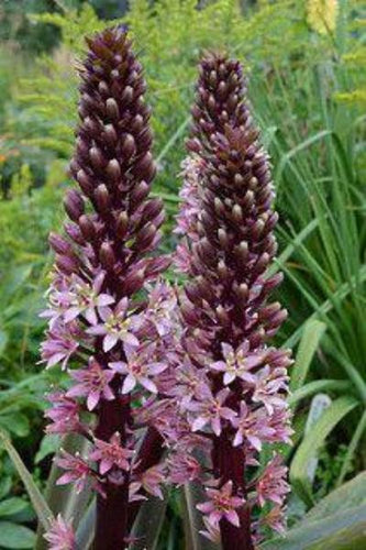 Eucomis Coco