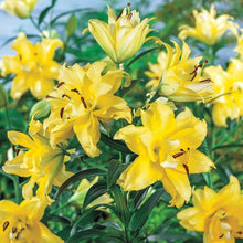 Load image into Gallery viewer, Exotic Sun Orienpet Hybrid Lily