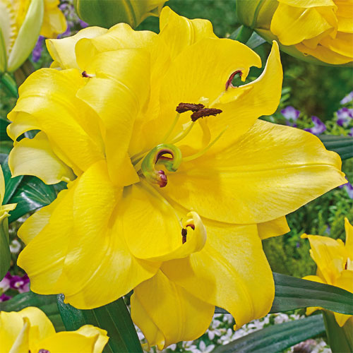 Exotic Sun Orienpet Hybrid Lily