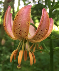 tiger woods lily pad Fairy Morning Martagon Lily – The Lily Pad Bulb Farm