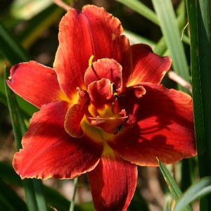 Fires of Fuji Daylily