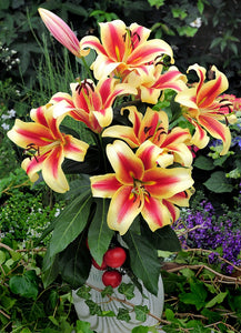 Flavia Orienpet Hybrid Lily