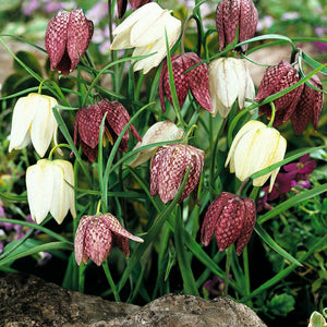 Fritillaria checkered lily 5-pack