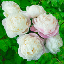 Load image into Gallery viewer, Gardenia Bush Peony