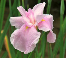 Load image into Gallery viewer, Geisha Girl Iris
