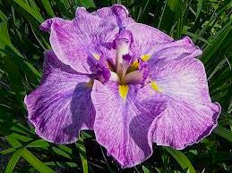 Geisha Girl Iris