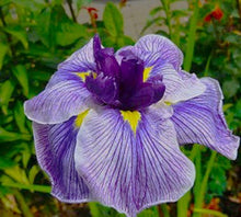 Load image into Gallery viewer, Geisha Girl Iris
