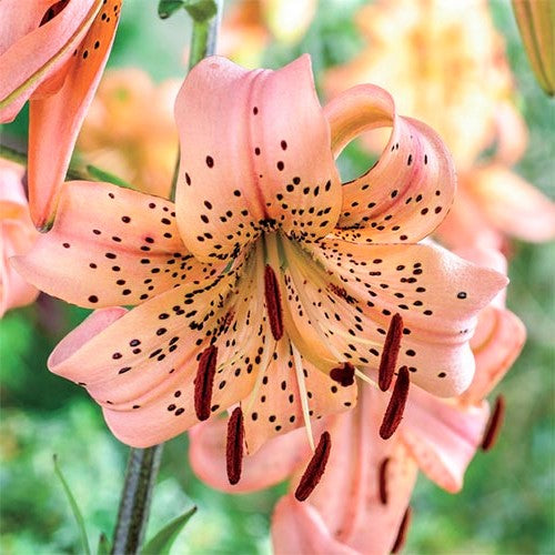 Giant Pink Tiger Lily