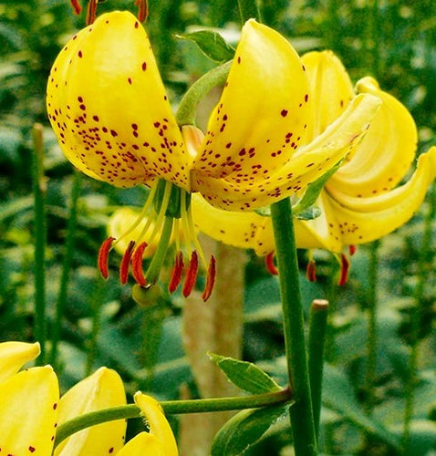 Golden Morning Martagon Lily