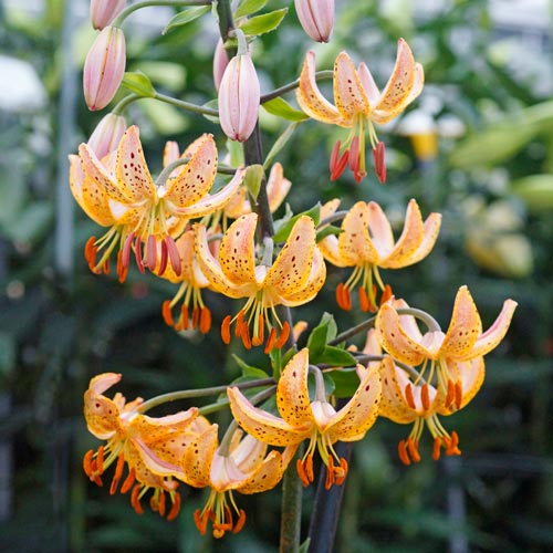 Guinea Gold Martagon Lily