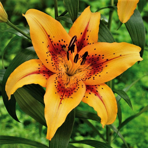 Hotel California Oriental-Asiatic Hybrid