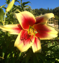 Load image into Gallery viewer, Flavia Orienpet Hybrid Lily