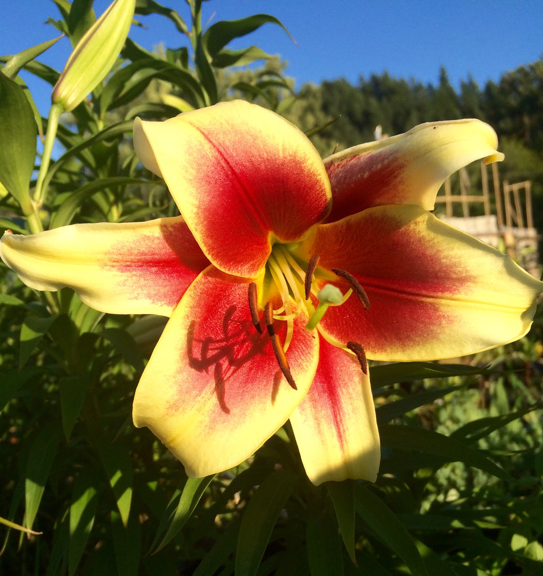 Flavia Orienpet Hybrid Lily