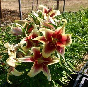 Flavia Orienpet Hybrid Lily