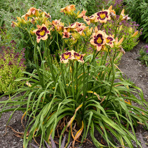 Inkheart Daylily