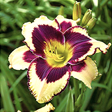 Load image into Gallery viewer, Inkheart Daylily