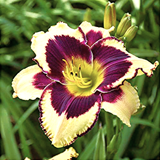 Inkheart Daylily