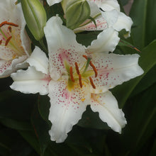 Load image into Gallery viewer, Muscadet Oriental Lily