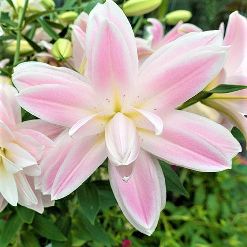 Lotus Breeze Double Oriental Lily