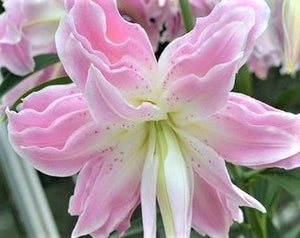 Lotus Queen Double Oriental Lily