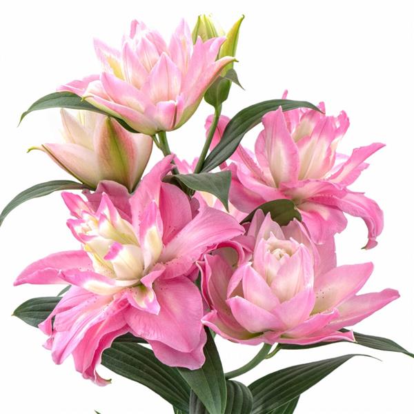 Lucky Angel Double Oriental Lily