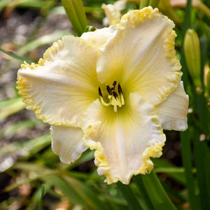 Marque Moon Daylily
