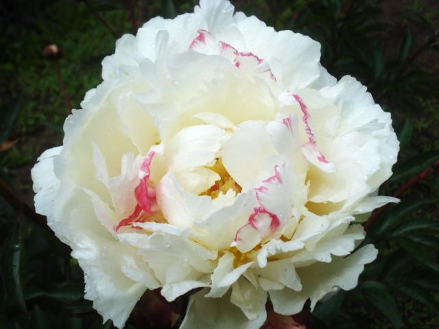 Monsieur Dupont Bush Peony