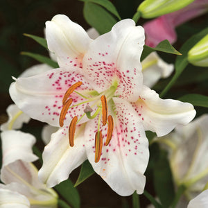 Muscadet Oriental Lily