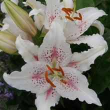 Load image into Gallery viewer, Muscadet Oriental Lily