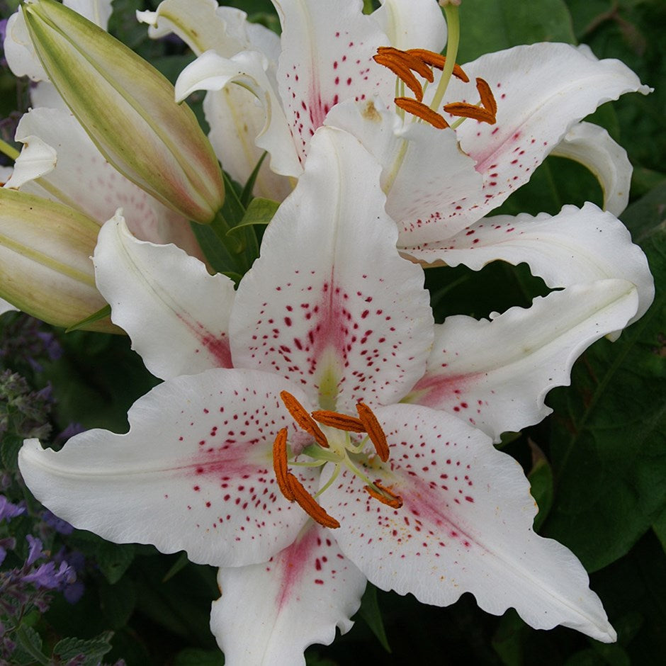 Muscadet Oriental Lily