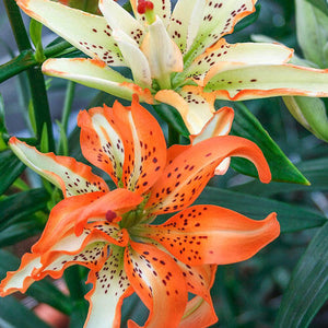 Must See Double Asiatic Lily