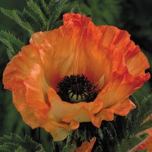 Orange Glow Poppy