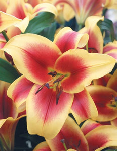 Flavia Orienpet Hybrid Lily