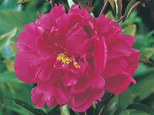 Load image into Gallery viewer, Victoire De La Marne Bush Peony
