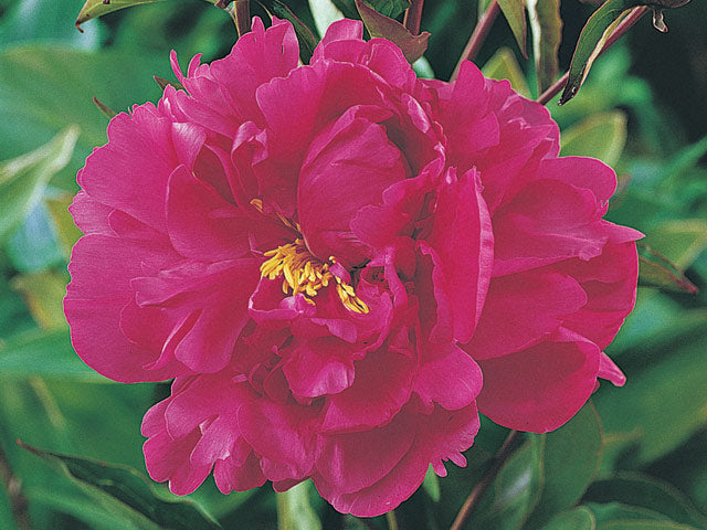 Victoire De La Marne Bush Peony