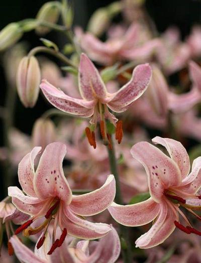 Pink Morning Martagon Lily
