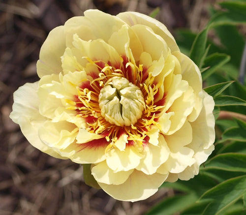 Prairie Charm Itoh Peony