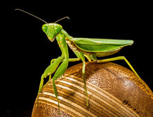 Load image into Gallery viewer, Praying Mantis Egg Case