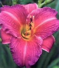 Load image into Gallery viewer, Purple d&#39;Oro Daylily