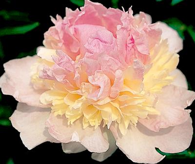 Raspberry Sunday Bush Peony