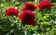 Load image into Gallery viewer, Red Charm Bush Peony